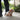 EDI - Maltipoo